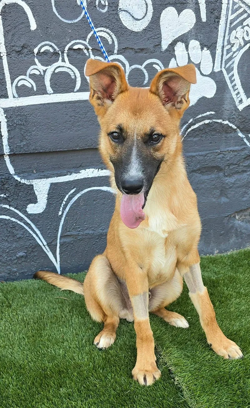 A baby medium-sized male Tricolor (Brown, Black, & White) Australian Kelpie dog named Charlie for adoption in Newport, TN