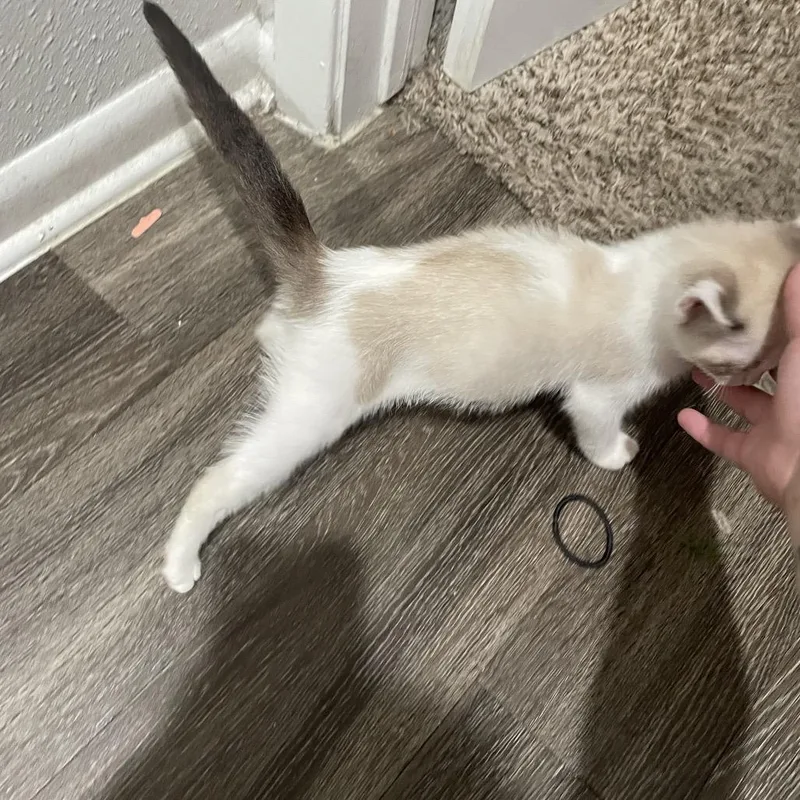 A baby small-sized male White Siamese cat named BakuChan for adoption in Santa Fe, TX