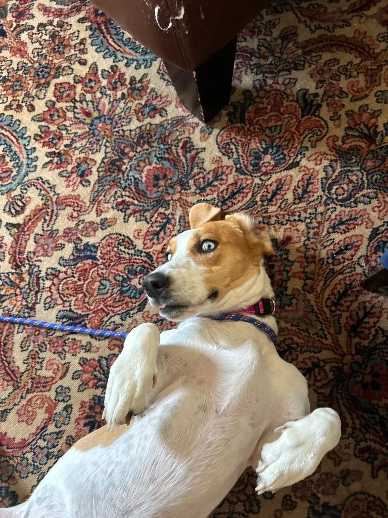 A young medium-sized female Basset Hound dog named Penelope for adoption in Salt Lake City, UT