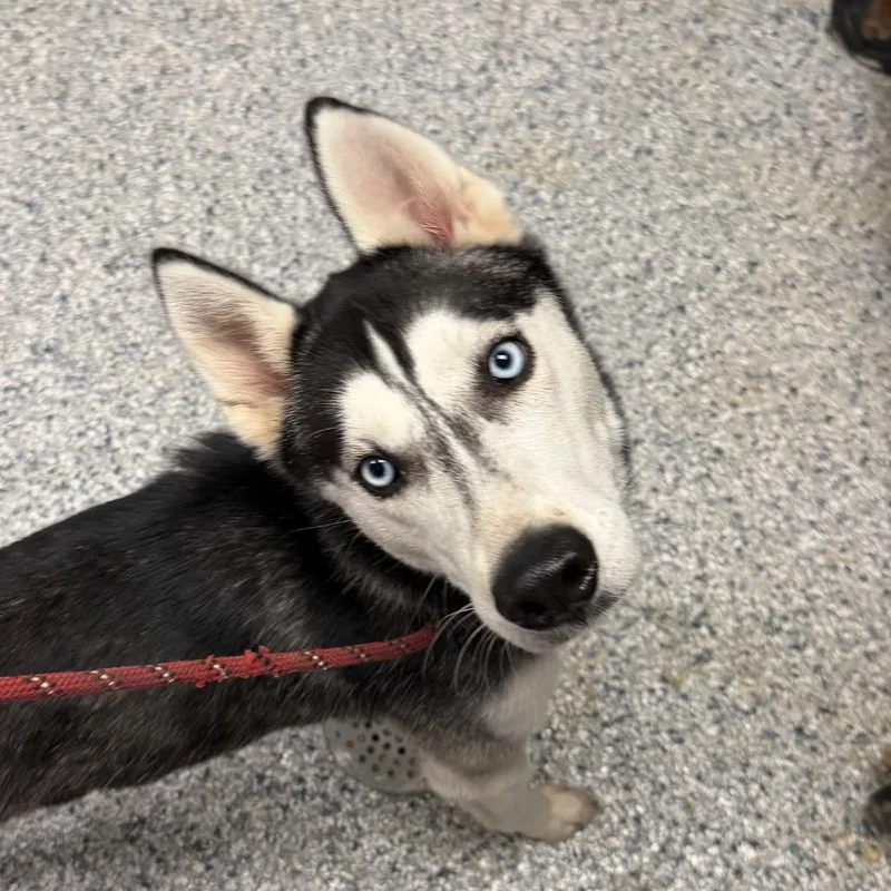 An adult medium-sized female Black Husky dog named Scarlett for adoption in Birmingham, AL