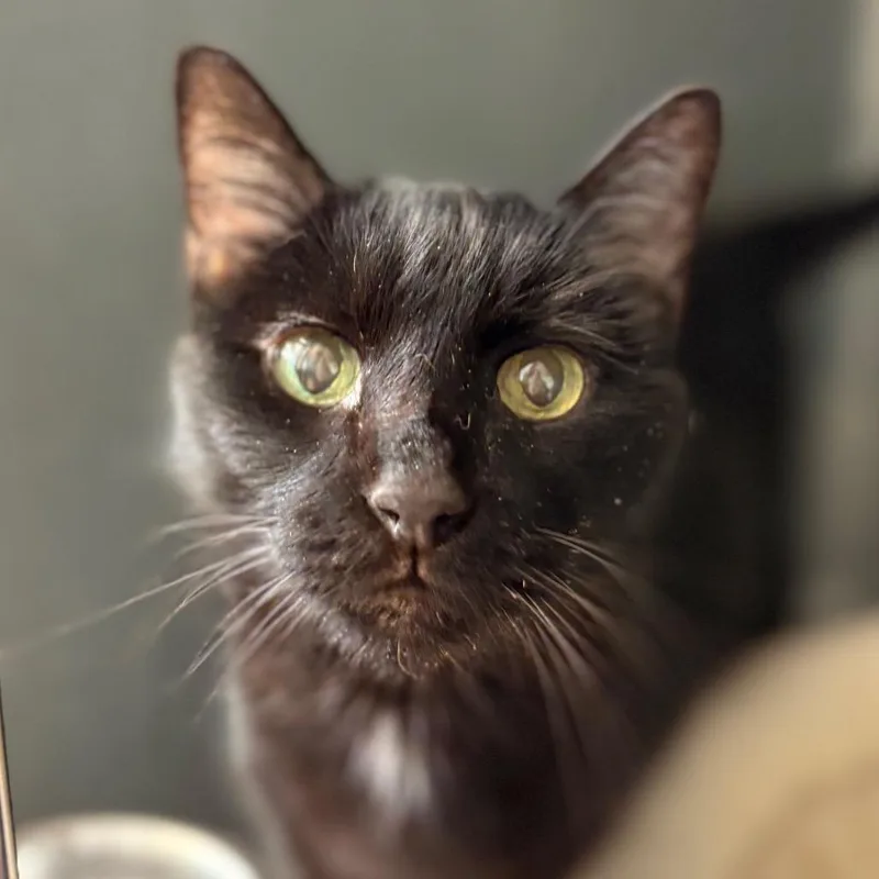 A senior small-sized male Black Domestic Short Hair cat named Cola for adoption in Chicago, IL