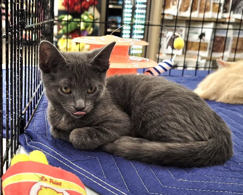 A young medium-sized female Gray / Blue / Silver Domestic Short Hair cat named Chai for adoption in Nottingham, MD
