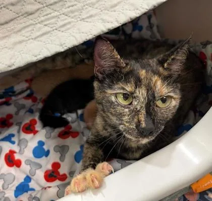 An adult medium-sized female Domestic Short Hair cat named Schala for adoption in Aiken, SC
