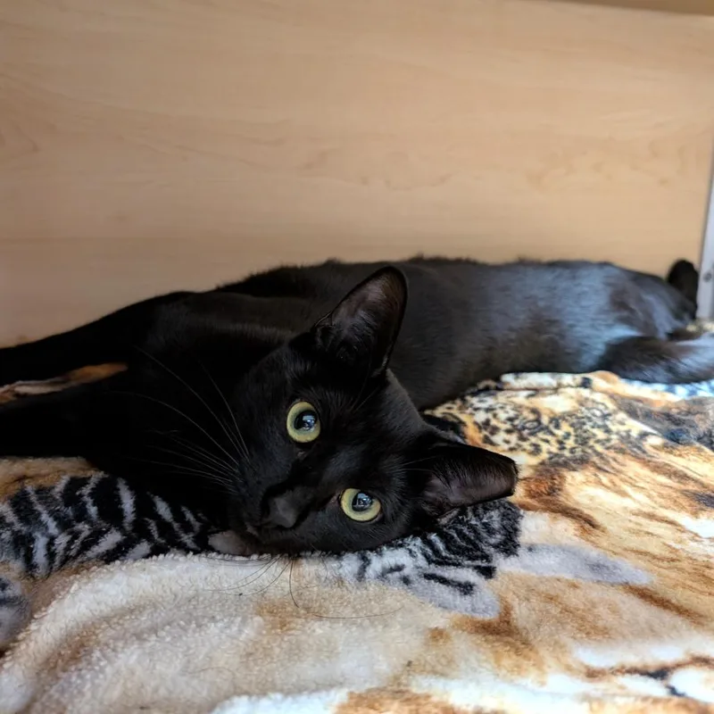 A young medium-sized female Black Domestic Short Hair cat named Patty Melt for adoption in Brookfield, WI