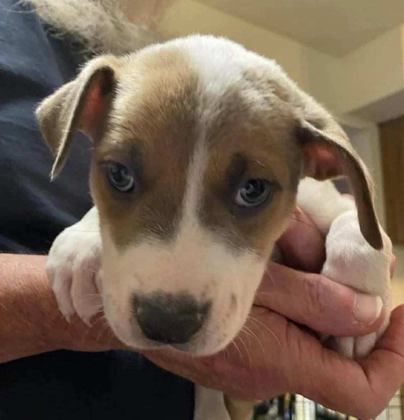 A baby medium-sized female Pit Bull Terrier dog named Karmaf for adoption in Wenonah, NJ