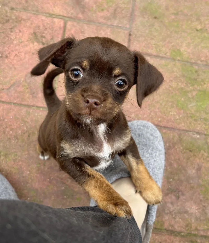 A baby small-sized female Yorkshire Terrier dog named Toffee for adoption in Seattle, WA