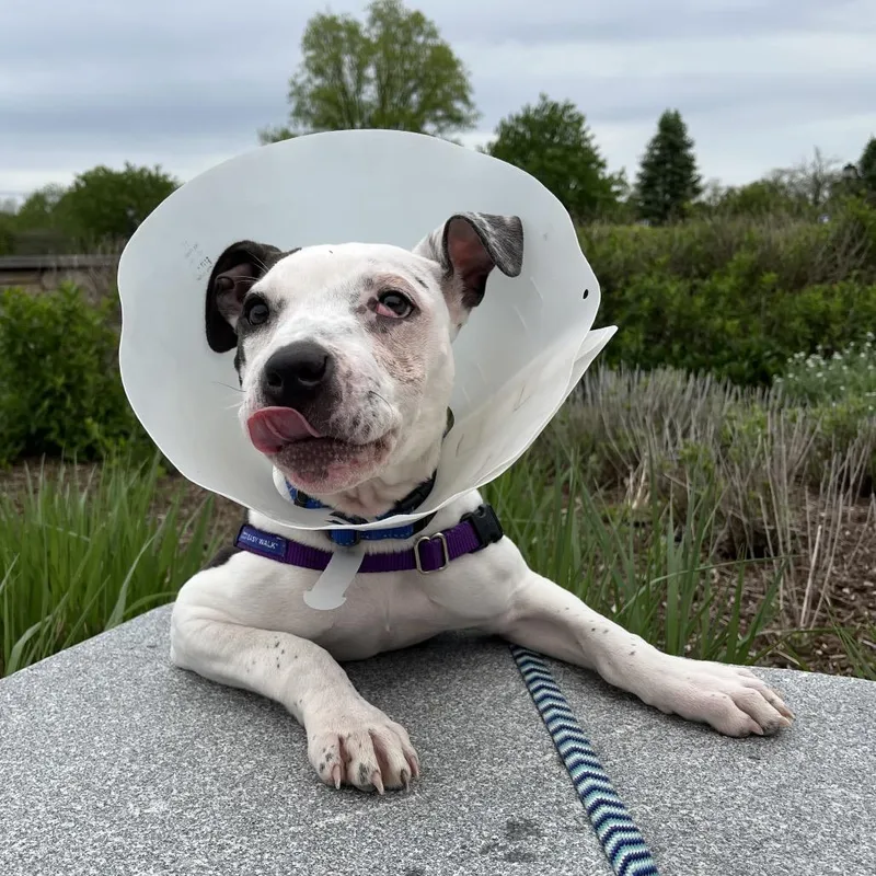 A baby small-sized female White / Cream Mixed Breed dog named Panda for adoption in Fairport, NY
