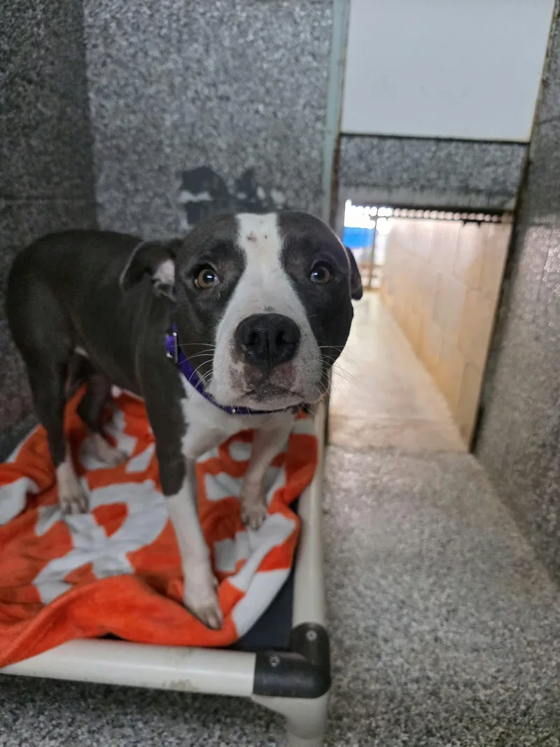 An adult medium-sized female Gray / Blue / Silver Terrier dog named Cookie for adoption in Umatilla, FL
