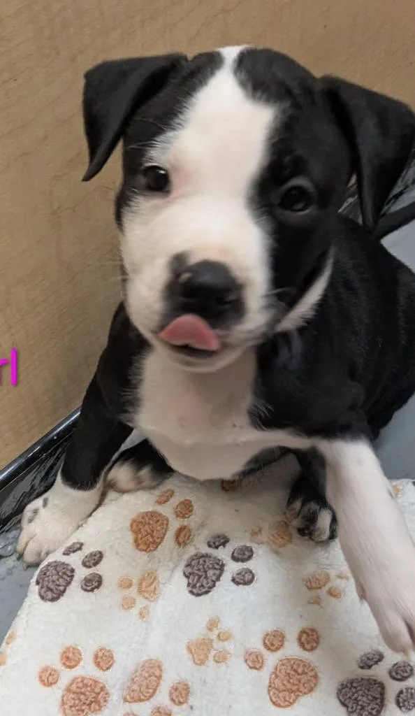 A baby medium-sized female Mixed Breed dog named Calypso for adoption in Warren, MI