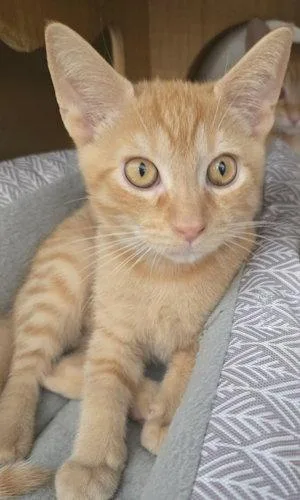 A baby medium-sized male Orange / Red Domestic Short Hair cat named Sunbeam PSP for adoption in Oakland Park, FL