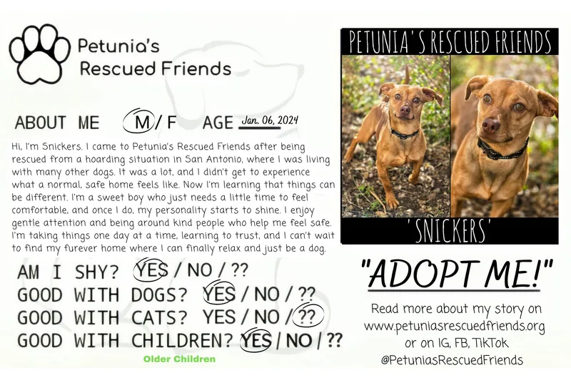 An adult small-sized male Chiweenie dog named Snickers for adoption in Castroville, TX