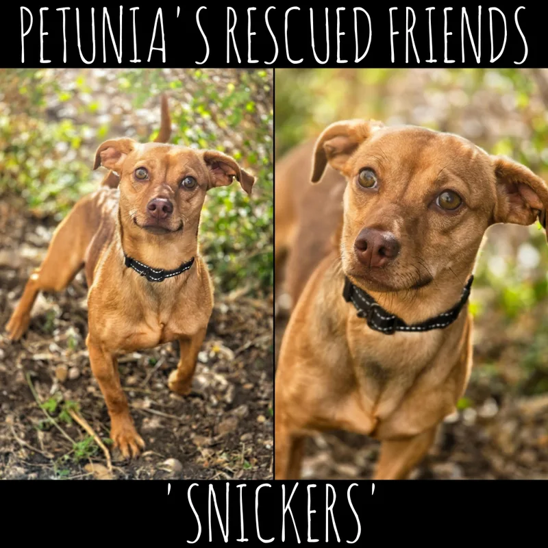 Snickers thumbnail 2
