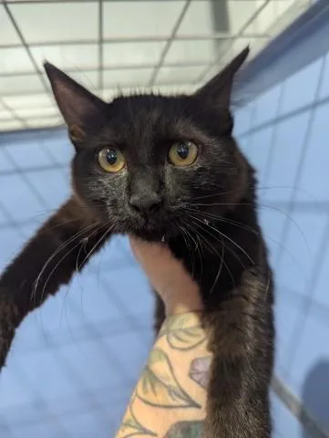 A baby small-sized female Domestic Short Hair cat named Midnight for adoption in San Bernardino, CA