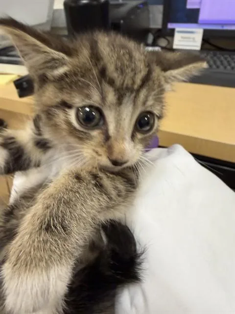A baby small-sized male Domestic Short Hair cat named Arc for adoption in Miami, FL