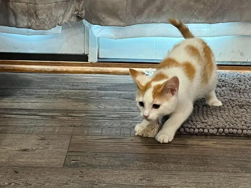Mo