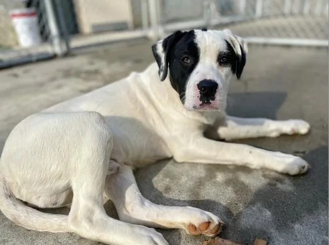 A baby large-sized male White / Cream Labrador Retriever dog named Phinneas for adoption in Silver Spring, MD