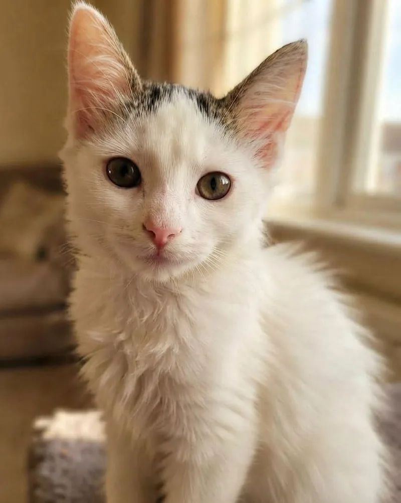 A baby small-sized female White Domestic Medium Hair cat named Florence for adoption in Ellijay, GA