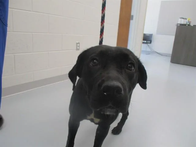 A young medium-sized female Labrador Retriever dog named Evie for adoption in Ocala, FL