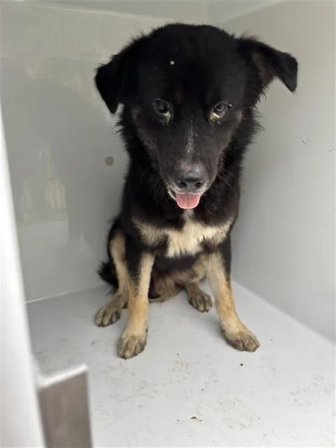 An adult large-sized male German Shepherd Dog dog named A for adoption in Houston, TX