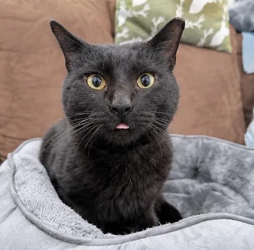 An adult medium-sized male Black American Shorthair cat named Mallowby for adoption in Philadelphia, PA