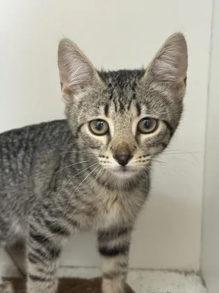 A baby small-sized female Domestic Short Hair cat named Erie for adoption in West Chester, PA