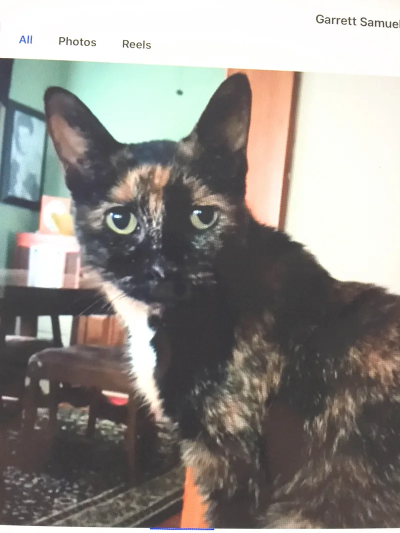 An adult medium-sized female Calico Domestic Short Hair cat named Orphan Annie for adoption in Buffalo, NY