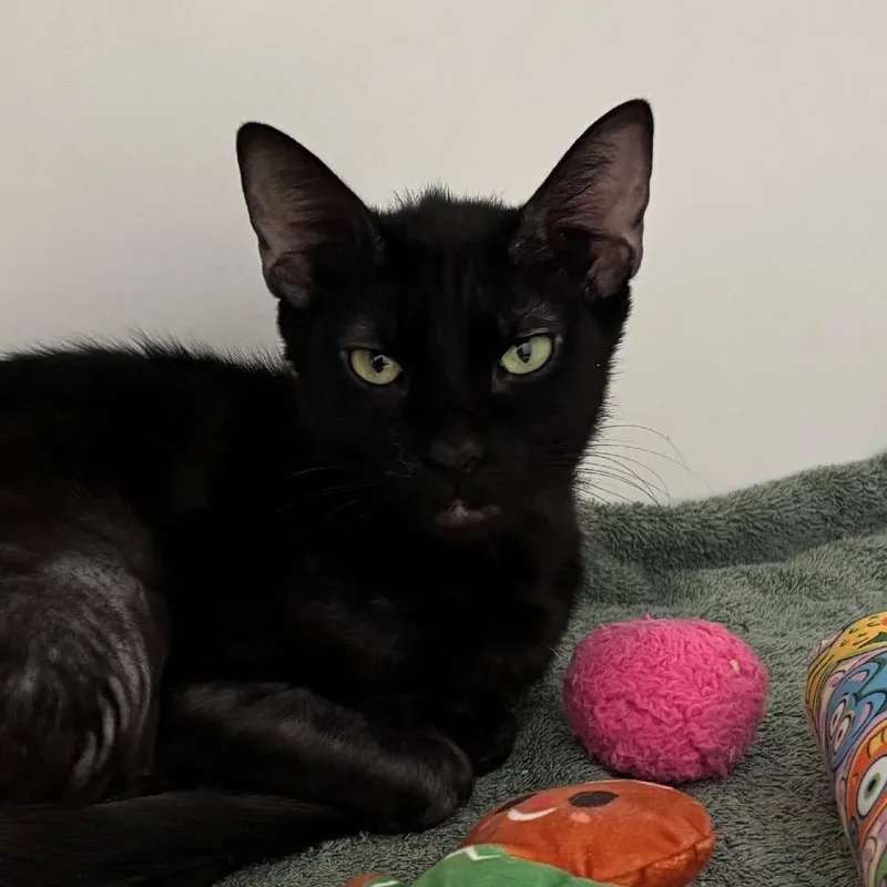An adult medium-sized female Black Domestic Short Hair cat named Maluna for adoption in Naperville, IL