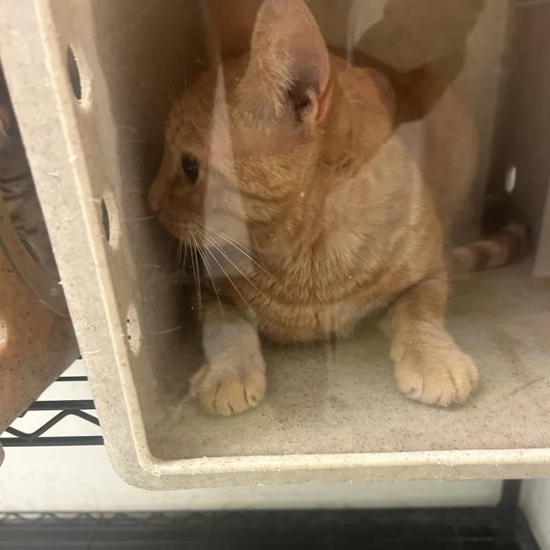 An adult large-sized male Orange / Red Domestic Short Hair cat named Batman for adoption in Philadelphia, PA