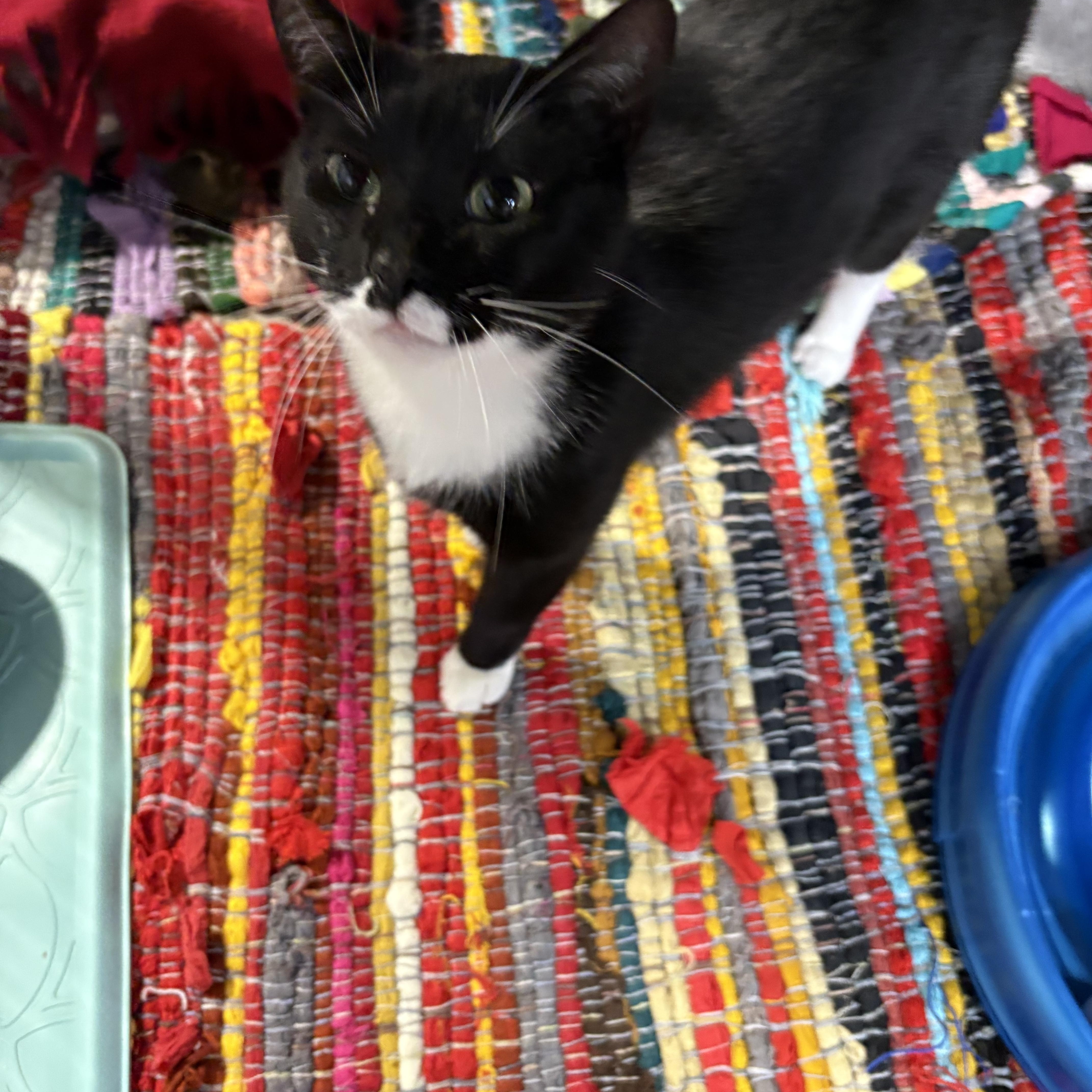 A young large-sized female Black & White / Tuxedo Domestic Short Hair cat named Stamp for adoption in Faribault, MN