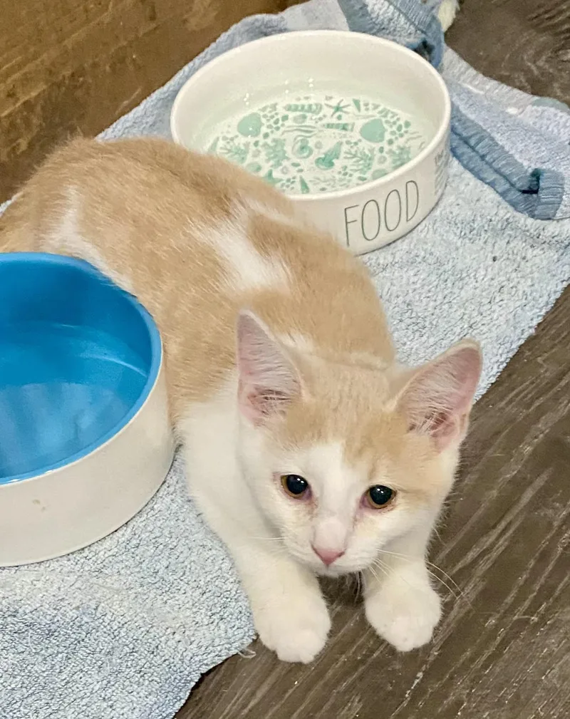 A baby medium-sized male Orange & White American Shorthair cat named Oscar for adoption in Fredericksburg, OH