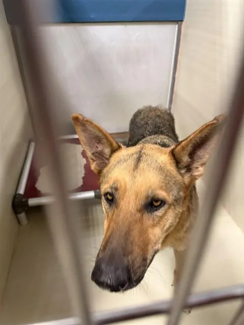 An adult large-sized female Black German Shepherd Dog dog named Lily Urgent And for adoption in Thousand Oaks, CA