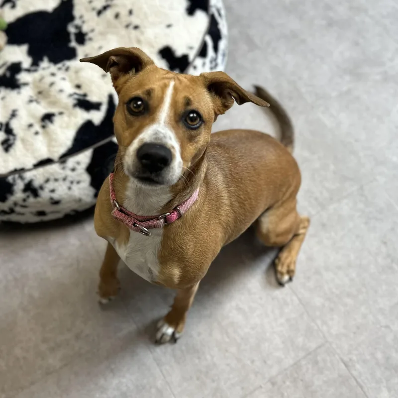 An adult medium-sized female Red / Chestnut / Orange Mixed Breed dog named Mia for adoption in Youngstown, OH