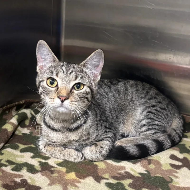 A baby small-sized female Domestic Short Hair cat named Dolly for adoption in Brookfield, MO