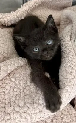 Calliope