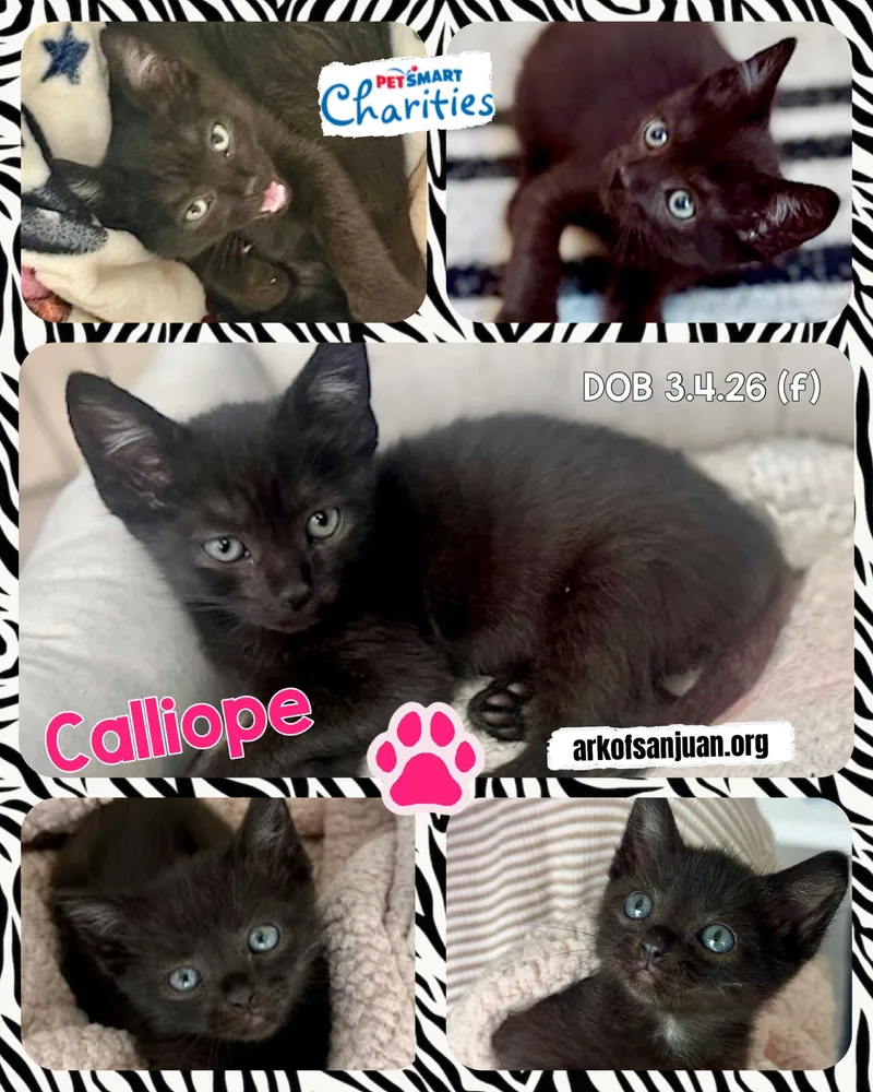 Calliope thumbnail 5