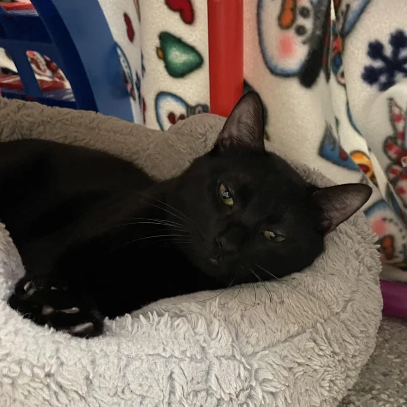 A young large-sized male Domestic Short Hair cat named Mr. Krabbs for adoption in Enfield, NH