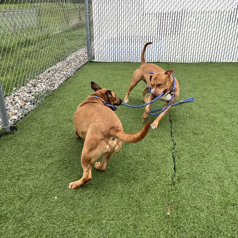A young large-sized male Brown / Chocolate Pit Bull Terrier dog named Hickory for adoption in Bristol, IN