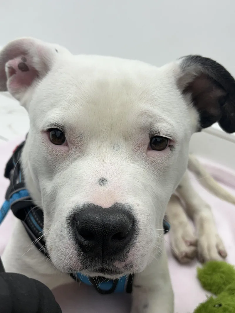 A young medium-sized male Pit Bull Terrier dog named Domino for adoption in Roseville, CA