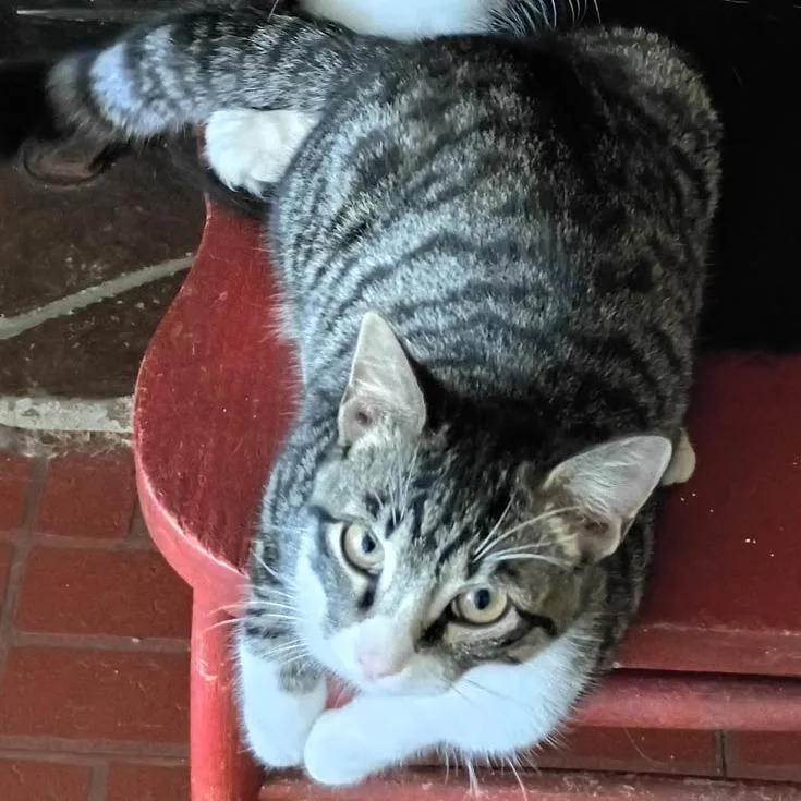 A young medium-sized male Gray / Blue / Silver Domestic Short Hair cat named Nigel for adoption in Bedford, NH