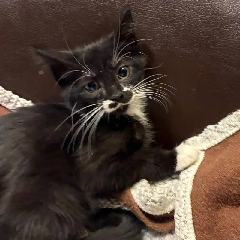 A baby small-sized female Black Domestic Short Hair cat named Bee for adoption in Carmel, IN