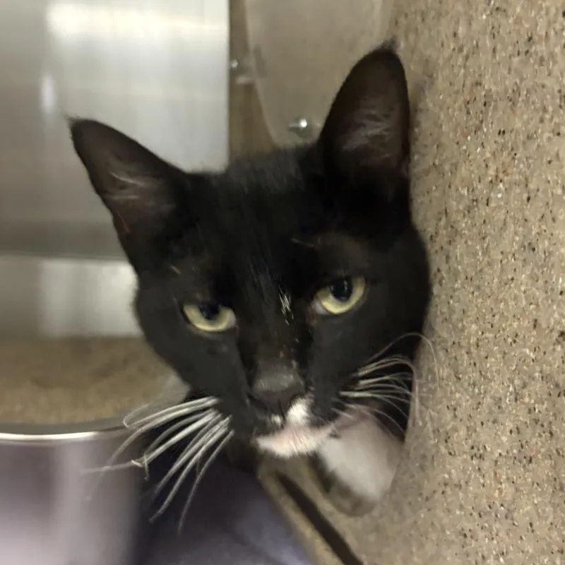 A young medium-sized male Black Domestic Short Hair cat named Professor for adoption in Independence, KS