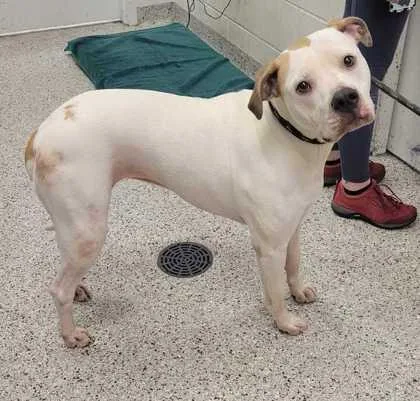 An adult large-sized female White / Cream Pit Bull Terrier dog named Roxie for adoption in Kansas City, MO