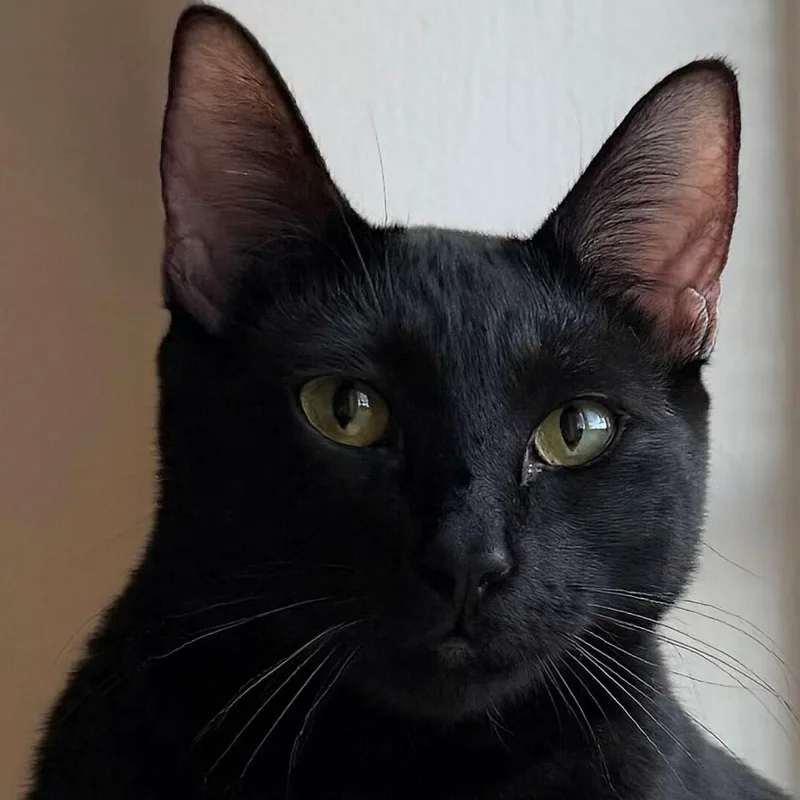 A young medium-sized female Black Domestic Short Hair cat named Ciera Bonded With Raff for adoption in Wilsonville, OR