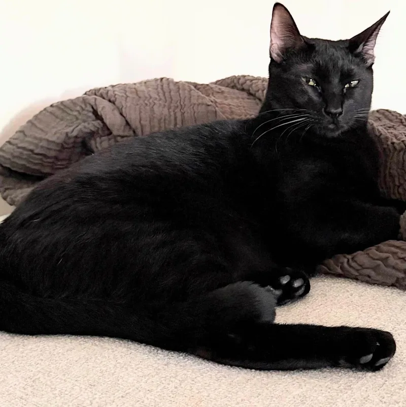 Ciera Bonded With Raff thumbnail 2