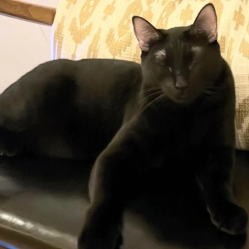 Ciera Bonded With Raff thumbnail 3