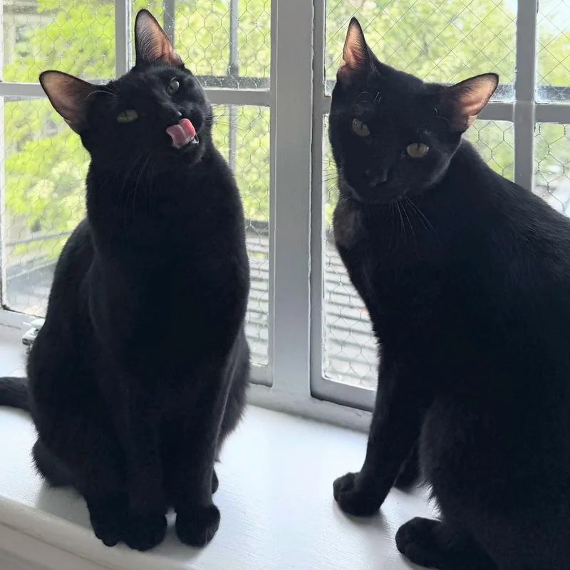 Ciera Bonded With Raff thumbnail 4