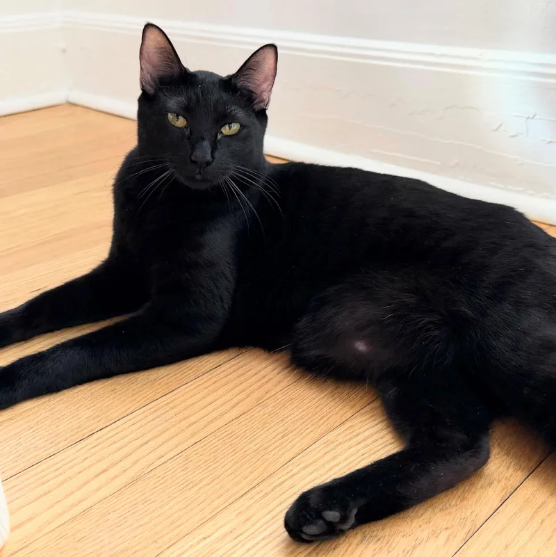 Ciera Bonded With Raff thumbnail 6