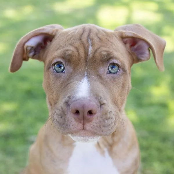 Koda