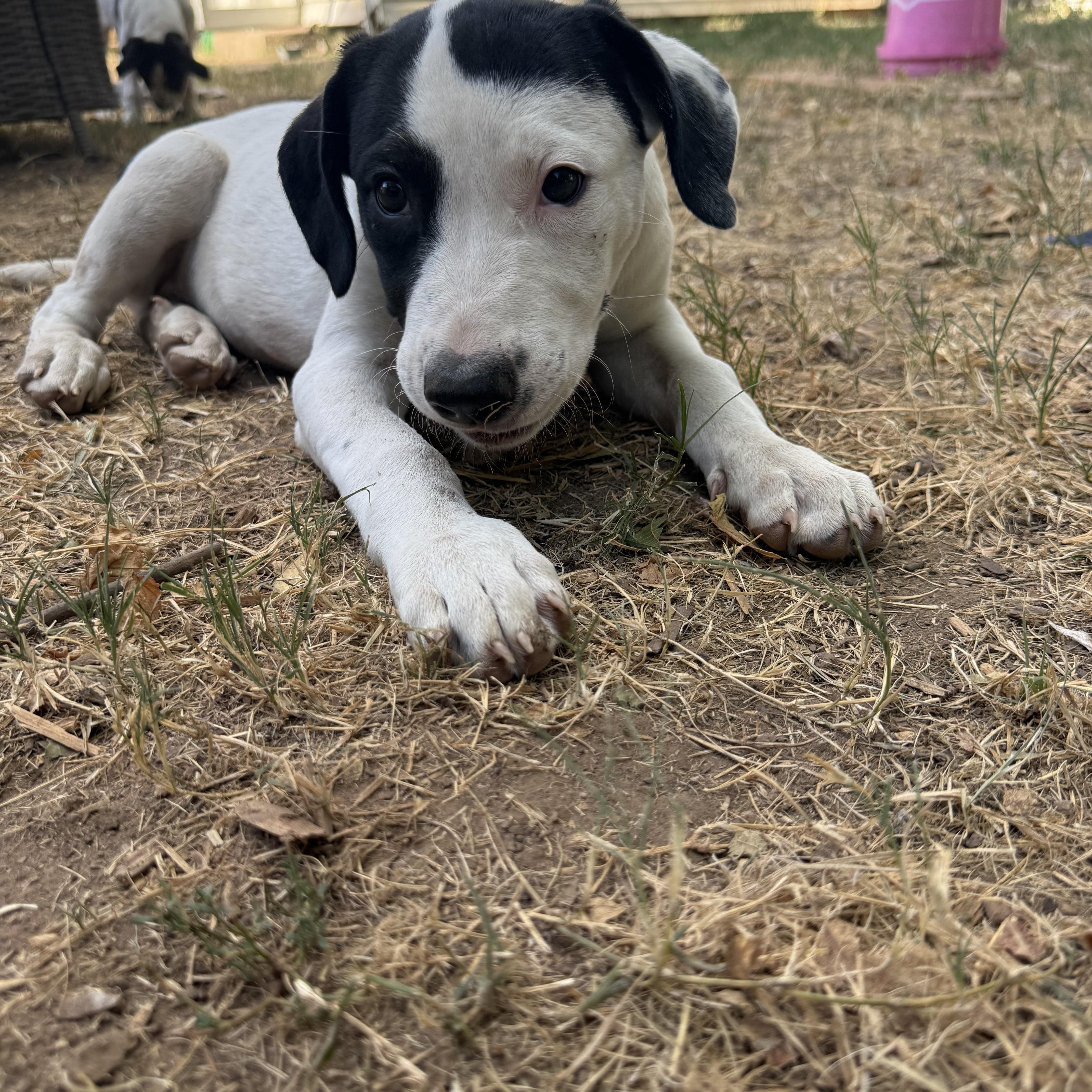 A young large-sized female White / Cream Great Pyrenees dog named Aurora for adoption in Choctaw, OK