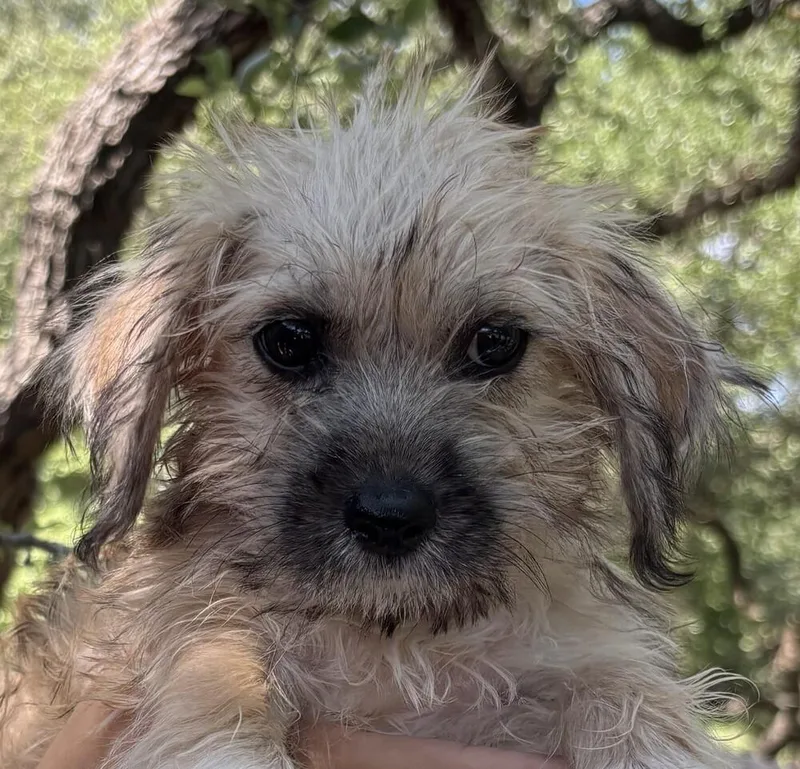 A baby small-sized male Norwich Terrier dog named Disney Aladdin for adoption in New Braunfels, TX